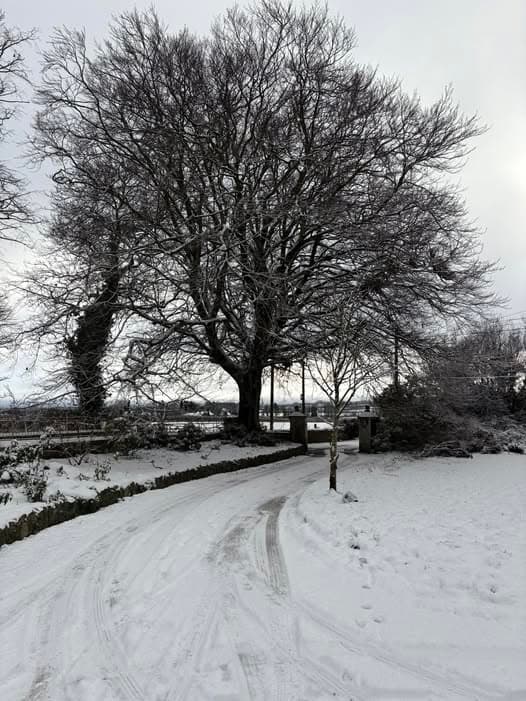 The driveway and mature trees at Crookedstone House